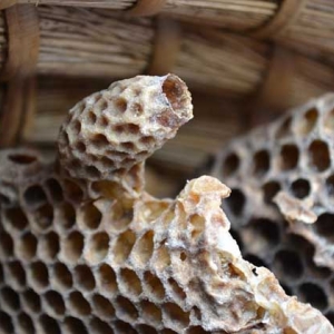 蜂螨对人有害吗？