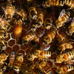 蜜蜂副伤寒病的症状及防治
