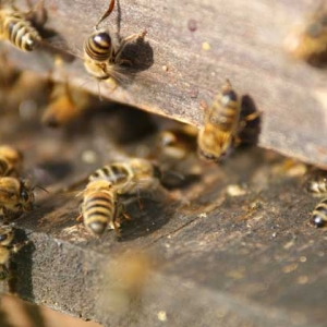 蜜蜂麻痹病的症状及防治