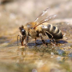 蜜蜂爬蜂病的症状及防治