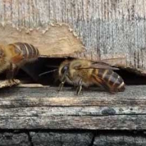 什么香精最吸引蜜蜂？
