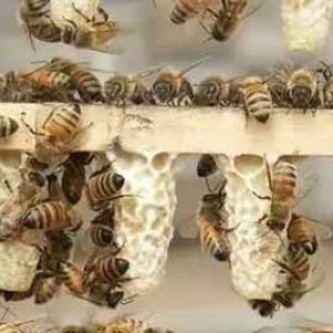 中蜂人工育王技术有哪些？