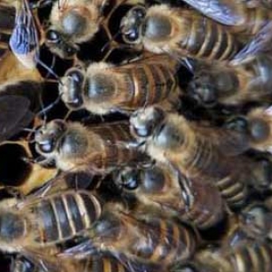 几楼以上不能养蜜蜂？