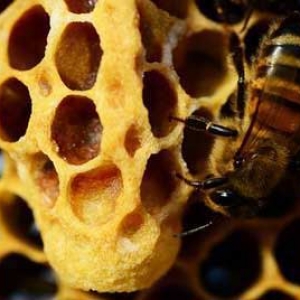 蜜蜂失王一般急造多少个王？