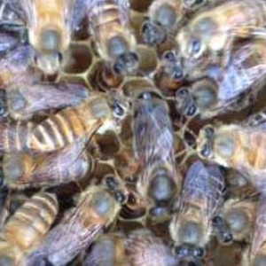 长期失王的蜂群应如何处理？