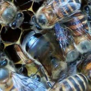 冬季蜜蜂失王的表现有哪些？