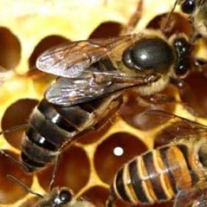 网上买的蜂王怎么介入蜂群？