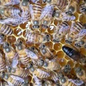 收回来的蜜蜂失王了怎么办？