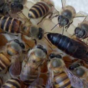 蜜蜂失王2个月还有救吗？