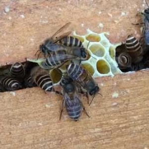 中蜂和意蜂能不能合并成一群？