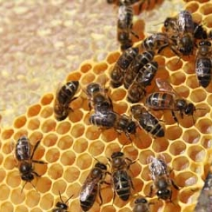 用白酒蜜蜂合群方法怎么做？