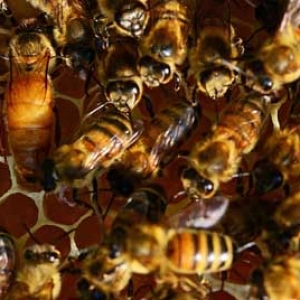 冬天合并蜂群怎样最安全？