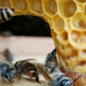 人工分蜂技巧有哪些？