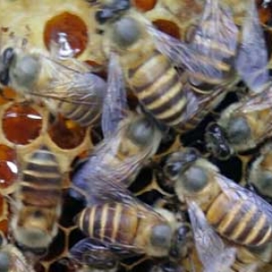 春季中蜂分蜂怎样处理？