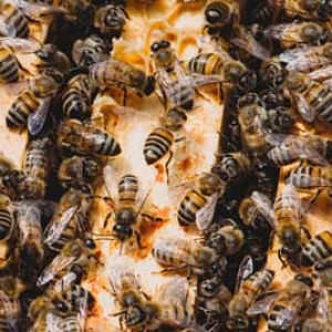 意蜂冬季养殖技术要点有哪些？