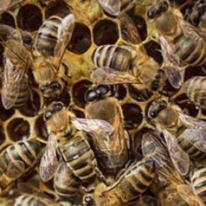 意蜂夏季养殖技术要点有哪些？