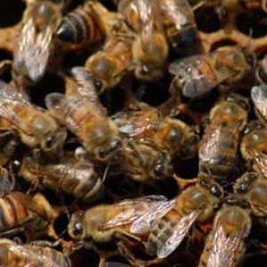 意蜂春季养殖技术要点有哪些？