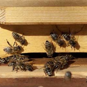 意蜂和中蜂哪个好养？