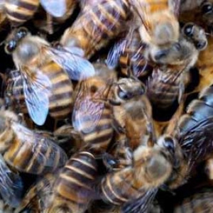 中蜂越冬需要多少饲料？