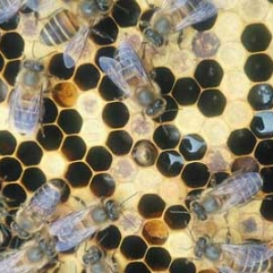 中蜂烂子病用什么药治最好？