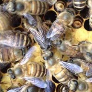中蜂和意蜂有什么区别？
