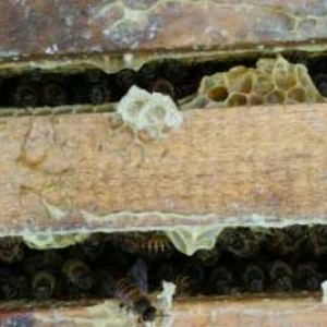 养中蜂最先进的蜂箱是什么？