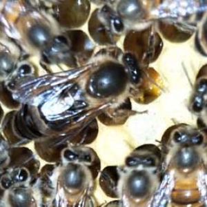 中蜂大量喂白糖的后果有哪些？