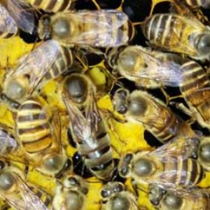 哪里买的中蜂蜂王最好？
