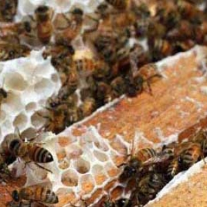 养蜂工具价格多少钱？