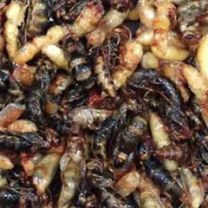 女人吃蜂蛹的功效与作用有哪些？
