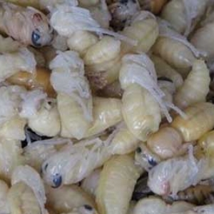 油炸蜂蛹的功效与作用有哪些？
