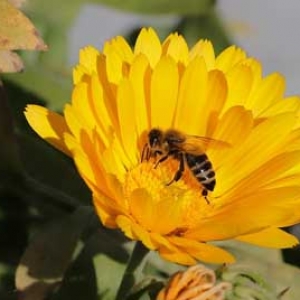 蜜蜂毒在人体有好处吗？