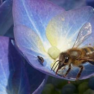 蜂疗能根治类风湿吗？