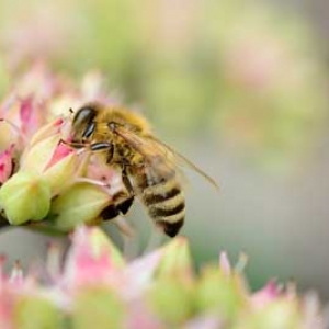 蜂毒属于什么毒素？