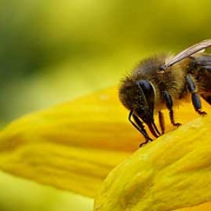 蜂毒疗法是骗局吗？