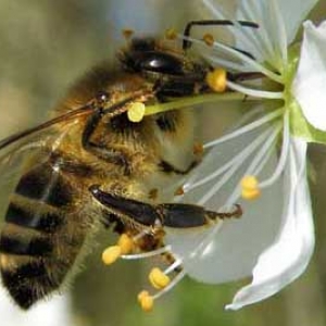 蜂毒的美容作用与功效有哪些？
