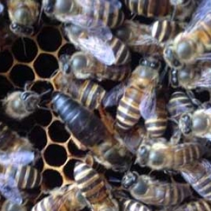 中蜂一年可繁殖几群？