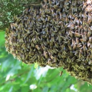 蜜蜂分蜂往什么方向飞？