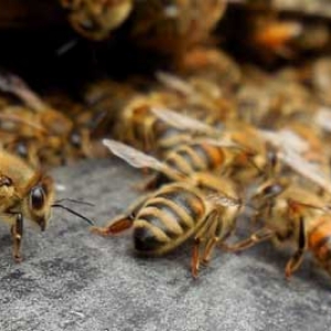 自然分蜂后该怎么处理？