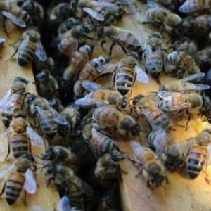 一群蜂一年能分几群蜂？