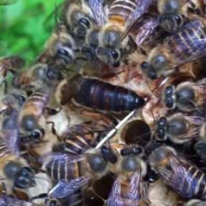 蜜蜂一年自然分蜂几次？