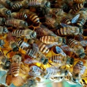 蜜蜂什么时候分蜂最多？