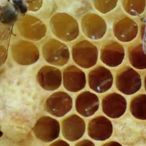 急造王台会自然分蜂吗？