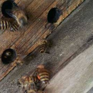 工蜂产的雄蜂能交尾吗？