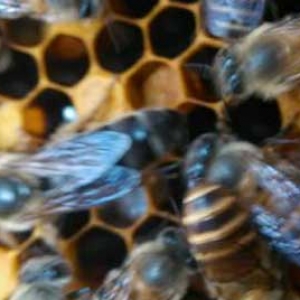 蜂群中为什么要有蜂王？