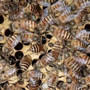 工蜂真的能繁殖后代吗？