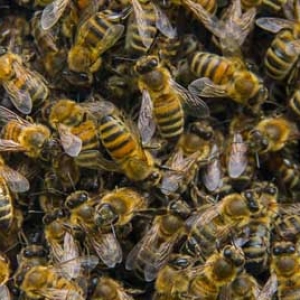 工蜂真的能变成蜂王吗？