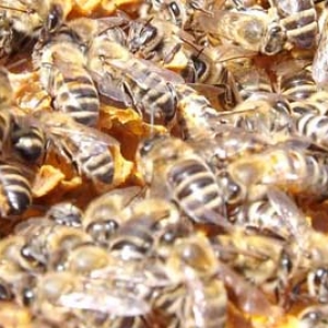 多少只工蜂才能养活蜂王？