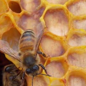 工蜂的寿命是多长时间？