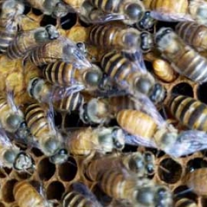 蜂群中有多少只工蜂？